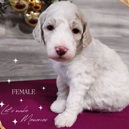 Poodle Puppies from Athena Smiles Standard Poodles