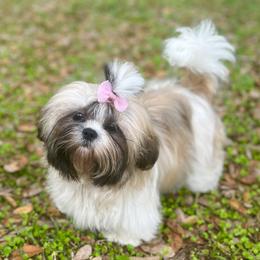 Tuny - Shih Tzu