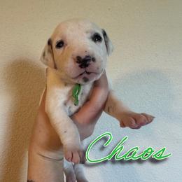 Chaos - White and black female Dalmatian puppy in Mount Vernon, Missouri from Spots & Spirals