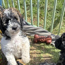 Poodles from Granite Valley Poodles