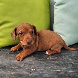 Koda - Dapple male Dachshund puppy in Florence, Arizona from Doxie Town Az