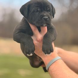 Reaper - Black male Cane Corso puppy in Cable, Ohio from Americana Cane Corso