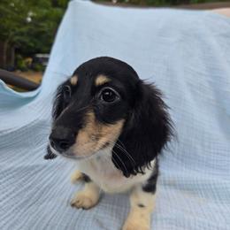 Faye - Piebald female Dachshund puppy in Tuscaloosa, Alabama from Watermelon Doxies