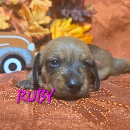 Ruby - Red female Dachshund puppy in Blair, Oklahoma from North Fork Doxies-Okla