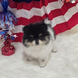 Eren - Tri-colored male Pomeranian puppy in Buckeye, Arizona from BL Poms Heaven