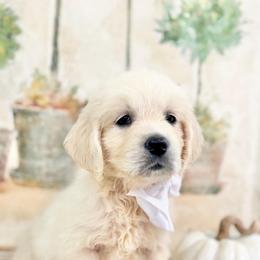 Pick1 female - Light golden female Golden Retriever puppy in Deer Lodge, Tennessee from SelahGold