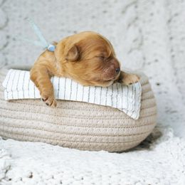 Blue collar boy - Red male Cavapoo puppy in Duncan, South Carolina from Abner Creek Poodles & Doodles