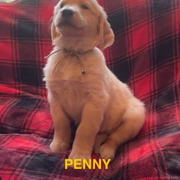 PENNY-TAN COLLAR - Dark golden female Golden Retriever puppy in Berea, Kentucky from Lucky Golden Ranch