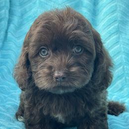 Light blue collar - Brown female Cockapoo puppy in Berea, Kentucky from Blair’s Furry Friends