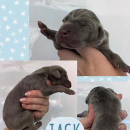 Jack - Blue male Great Dane puppy in Wellsville, New York from Prophecy Danes