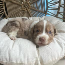 Pudding - Red merle male Australian Shepherd puppy in Grants Pass, Oregon from Carmel Mountain Aussies
