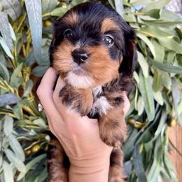 Firework - Tri-color male Bernedoodle puppy in Superior, Arizona from Mountain Bridge Doodles