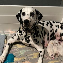 Brinley - Dalmatian