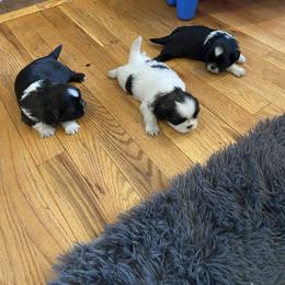 Shih Tzu Puppies from Eastern Long Island Shih Tzu