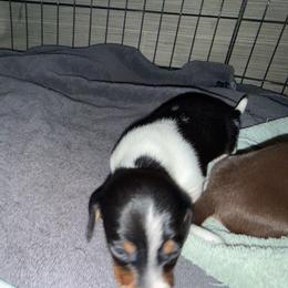 Boy 2 - Black and tan male Dachshund puppy in Paisley, Florida from Pantheon Dachshunds
