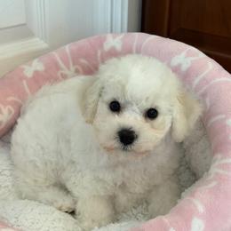 Peach - White female Bichon Frise puppy in Miller Place, New York from Doriann Bichons