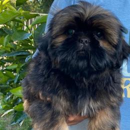 Jace - Sable male Shih Tzu puppy in Chico, California from North State Shih tzus