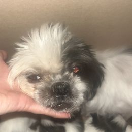 Carolina - Shih Tzu