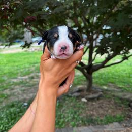 Teddy - Black, white and red male Greater Swiss Mountain Dog puppy in Chester, Illinois from Hilltop Swissys