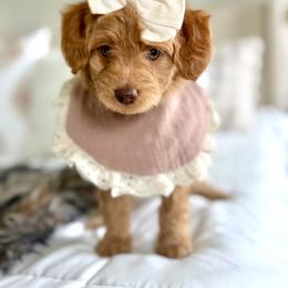 Rhapsody blue collar - Red  female Goldendoodle puppy in Queen Creek, Arizona from Sunny Doodles