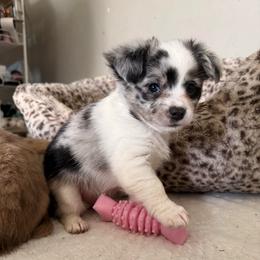 Binx - Blue merle male Chihuahua puppy in Sherwood, Arkansas from Bartelt Breeders