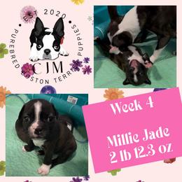 CJM Millie Jade - Black and white female Boston Terrier puppy in Jupiter, Florida from CJM Boston and Boxer Puppies