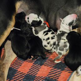 Great Dane puppies from LakeSide Danes