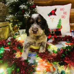 BB4 - Tri-Roan male English Springer Spaniel puppy in Britton, South Dakota from K&S Canines