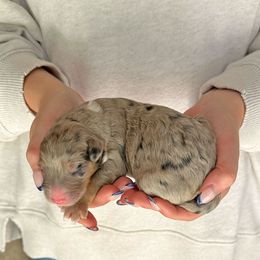 Sheepadoodle puppies from Narrow Path Old English & Sheepadoodles