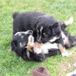 Australian Shepherd Puppies from Hegerfeld's Aussies