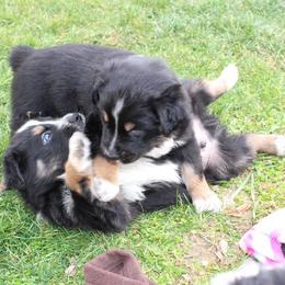 Australian Shepherd Puppies from Hegerfeld's Aussies