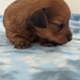 KAI - Red male Dachshund puppy in Bergen, New York from T. Rex Doxies & Friends