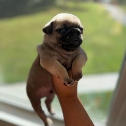 Kevin - Fawn male Pug puppy in Damascus, Maryland from Elly & Junior’s Legacy