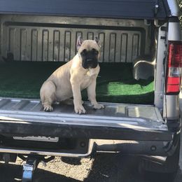 Cane Corso Puppies from Royal Class Kennels