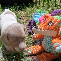 Taco - Fawn (isabella) and tan male Dachshund puppy in Sacramento, California from Family and Farm Friendly Dachshund