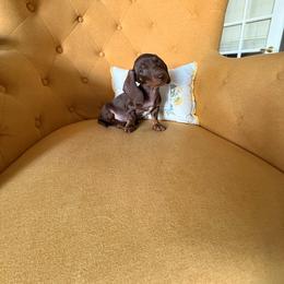 Boy 1 - Chocolate and tan male Dachshund puppy in Gilbert, Arizona from KCK9 Dachshunds