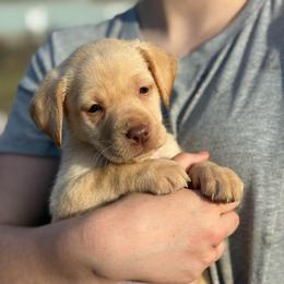 Carla - Yellow female Labrador Retriever puppy in Baldwin City, Kansas from Hedge Lane Labradors