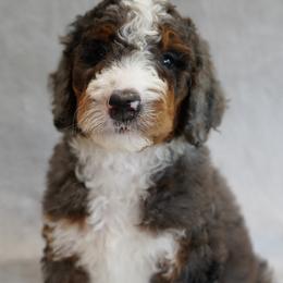 Aussiedoodle and Bernedoodle Puppies from VESBACH DOODLE VALLEY FARMS
