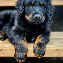 Bernedoodle Puppies from Adorable Dixie Doodles