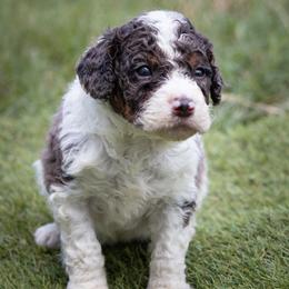 Bowser - Blue merle male Aussiedoodle puppy in Jacksonville, Florida from Lolo’s Aussiedoodle