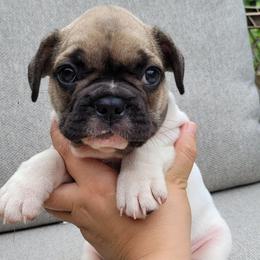 S'mores (Dark Green) - White and fawn male French Bulldog puppy in Montrose, Michigan from C.Lee Family Frenchies