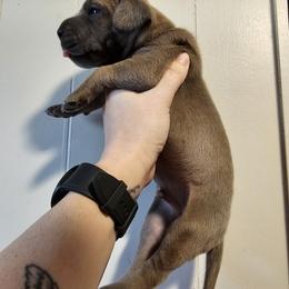 Great Dane Puppies from Mara Danes