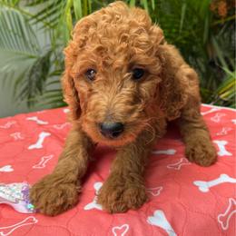Zhu ZHU - Red  female Poodle puppy in Fort Myers, Florida from Katherine’s Yorkies and Poodles