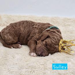 Sulley - Red  male Goldendoodle puppy in Neillsville, Wisconsin from Granton Creek