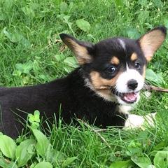 Pembroke Welsh Corgis from LaLoba’s Corgis