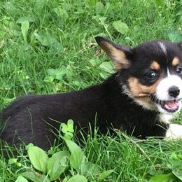 Pembroke Welsh Corgis from LaLoba’s Corgis