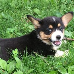 Pembroke Welsh Corgis from LaLoba’s Corgis