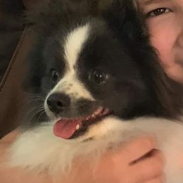 Harper - Pomeranian