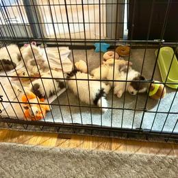 Pomeranian Puppies from "Prissy Pups"
