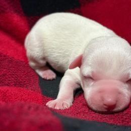 White Girl - White female Jack Russell Terrier puppy in Yakima County, Washington from Saddle Rock Kennels